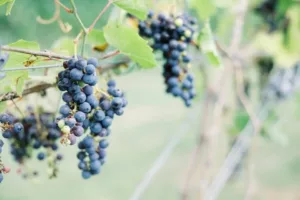 villa bellezza winery weddings in wisconsin